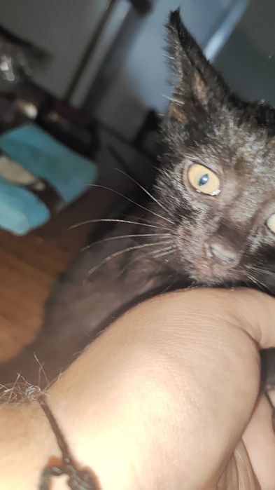 Gatinha para dar