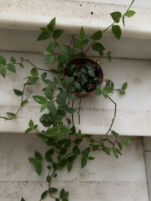 Planta da Fortuna em vasinho faço envios