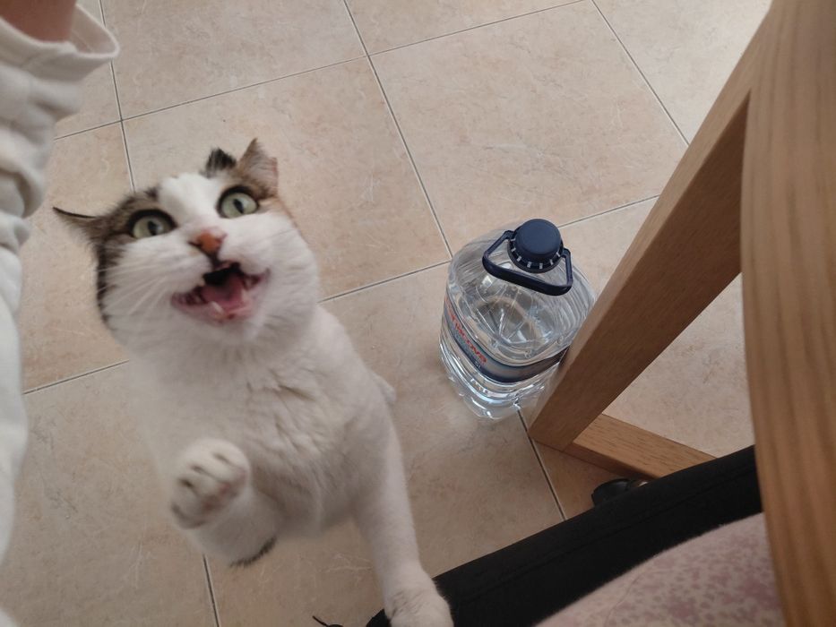 Sally- gata amorosa para adoção responsável