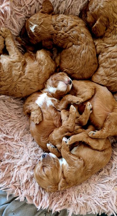 Cavapoo  F1b śliczny chłopiec