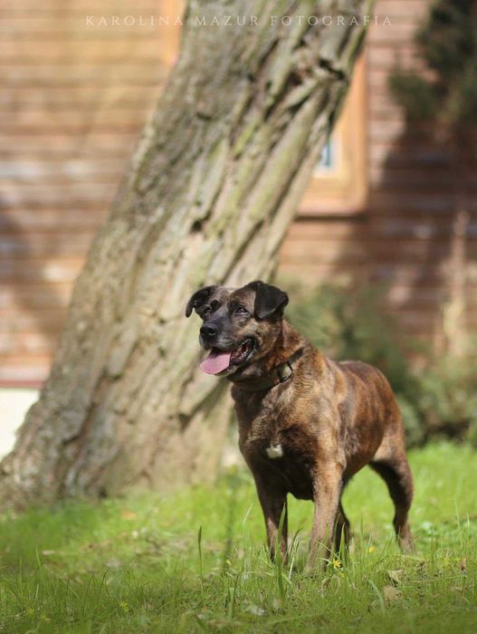 Trufla - urocza sunia do adopcji!