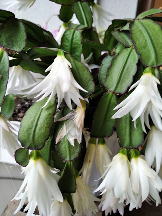 Детки рипсалидопсиса