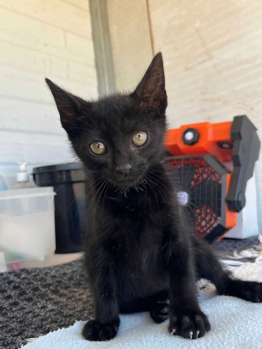 Mogli - Bebé para adopção responsável