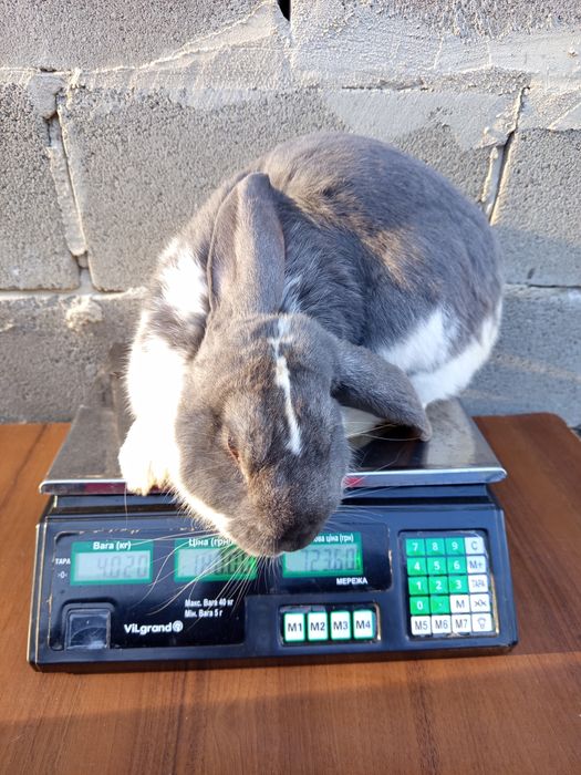 Кролі, робочі самці та молодняк