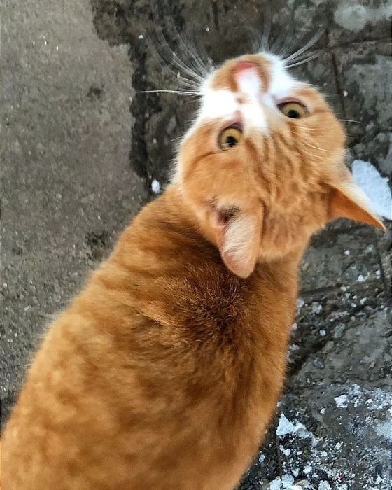 Отдам рыже-белого кота, 8 месяцев