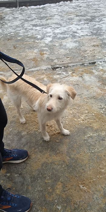 Білявчік Бу шукає родину