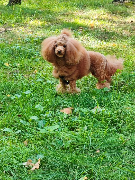 Вязка той пудель