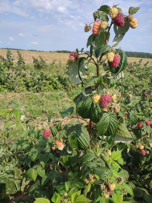 Продам саджанці малини  сорт Мапема