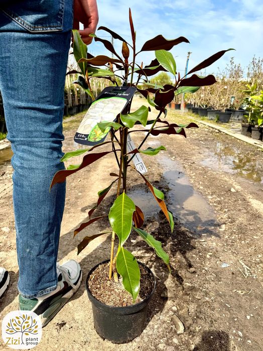 magnolia wielkokwiatowa w odmianach Alta, Kay Parris, 50-125cm