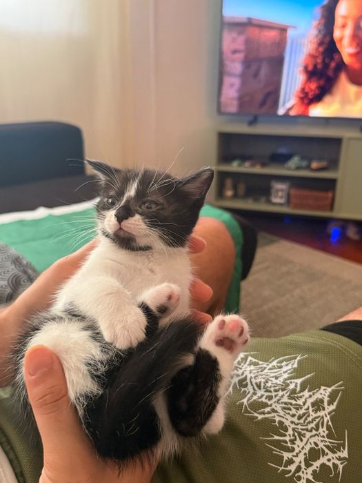GATINHA P/ adoção responsável