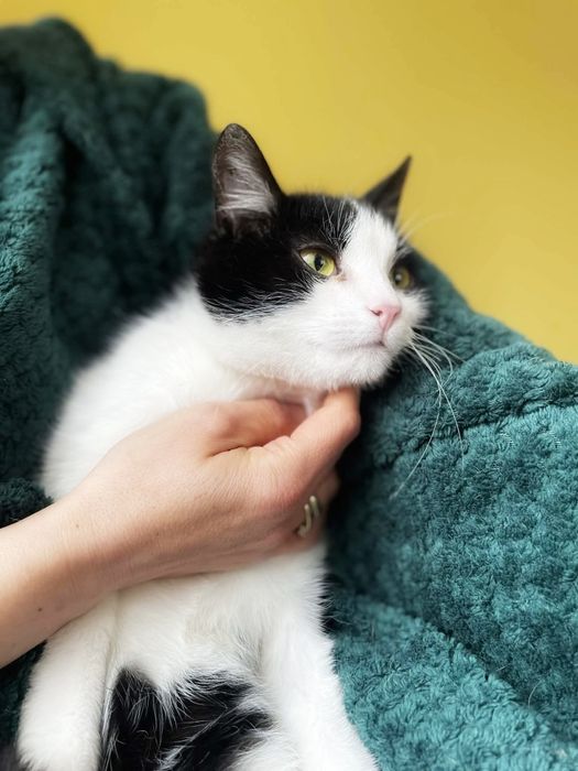 Łagodny Tokio szuka miłości :)