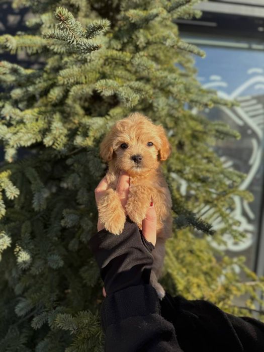 Чарівні Мальтіпу Ф1/Ф2