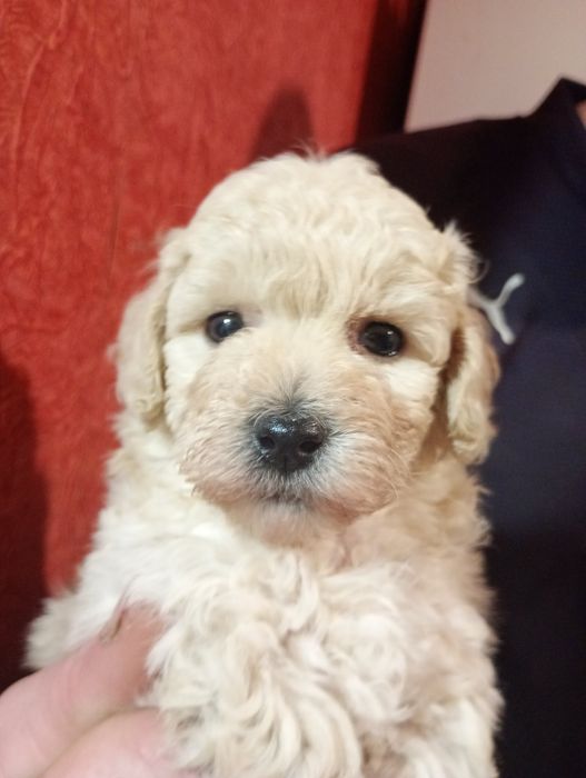 Щенки той пудель