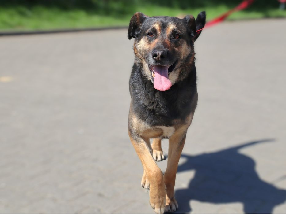 Przekochany Borysek szuka domu