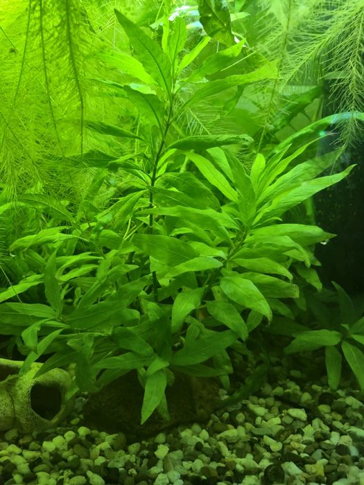 Растения  улитки мальки