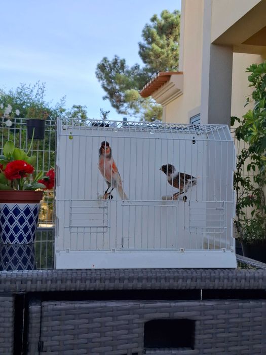 Canários Arlequim Português - Azeitão