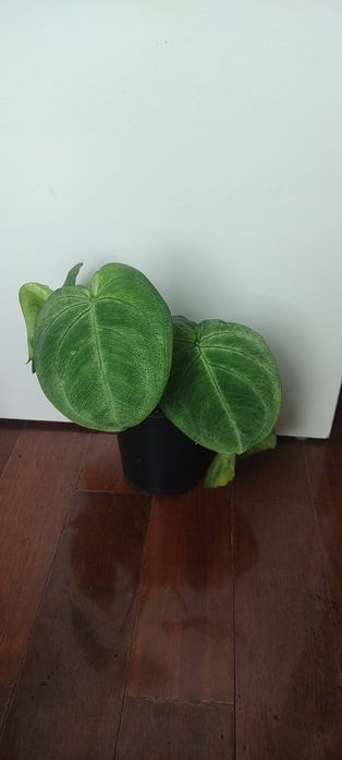 Suculentas, catos e plantas