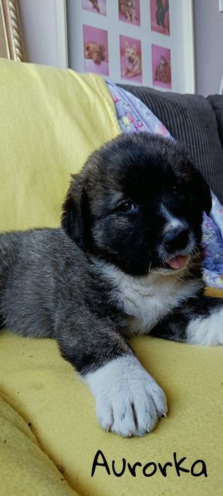 Docelowo będą duże. Gromadka wspaniałych szczeniąt szuka domów