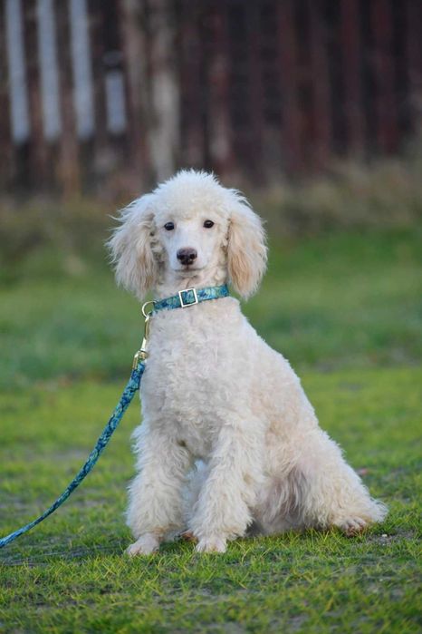 Pudel miniatura piesek