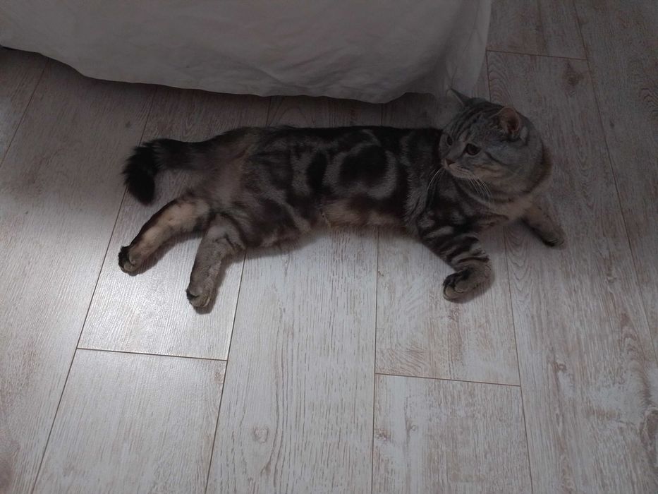 В'язка. Шотландський прямовухий кіт. Кот прямоухий шотландский. Вязка.
