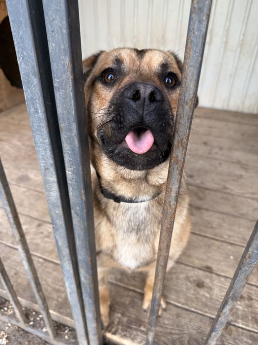 Зверніть будь ласка увагу на нього, йому дуже потрібна сімʼя!