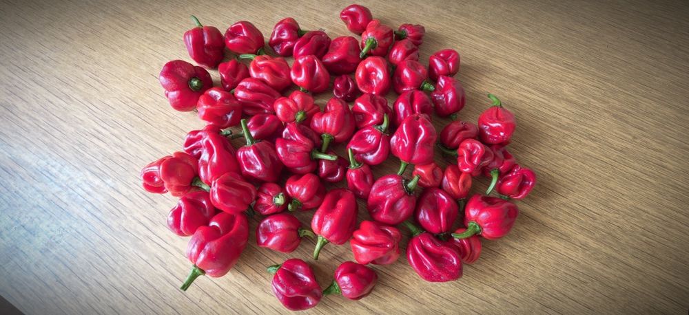 Papryka Habanero Red owoce