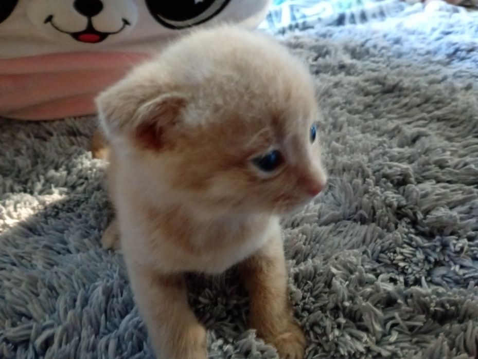 Вислоухе Кошеня персиковий