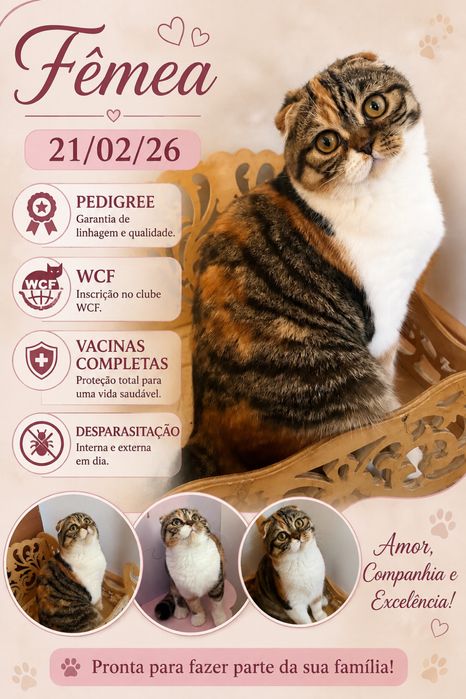 Scottish fold femea