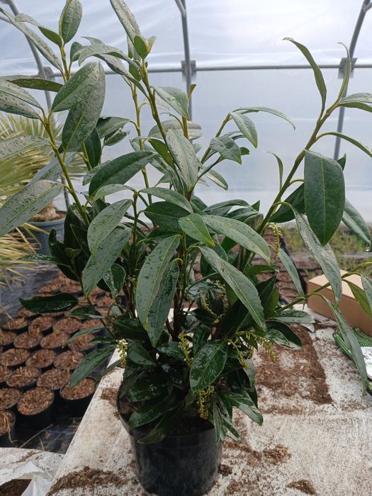 Laurowisnia  cacasica 60-70 cm  25 zl