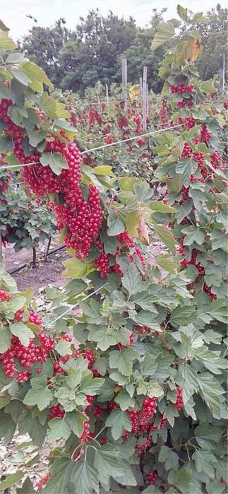 Саженцы черной и красной смородины