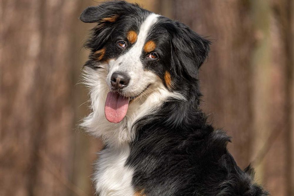 ŁAPEK - mix berneńczyka, domowy, łagodny.