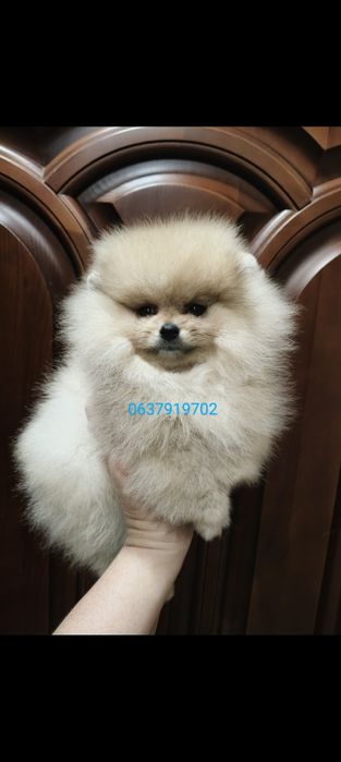 Померанский шпиц девочка Киев