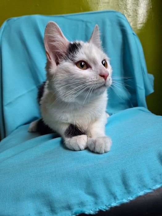 Стерилизованная чёрно-белая котенок девочка ищет дом! Котята в хорошие