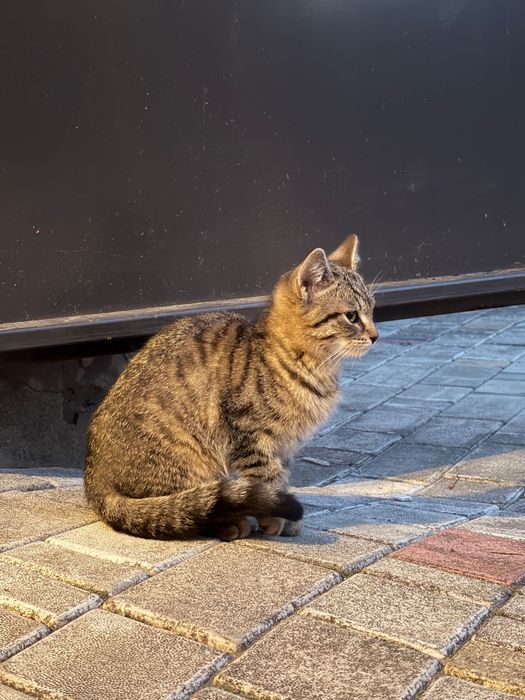 Продамо гарних кошенят