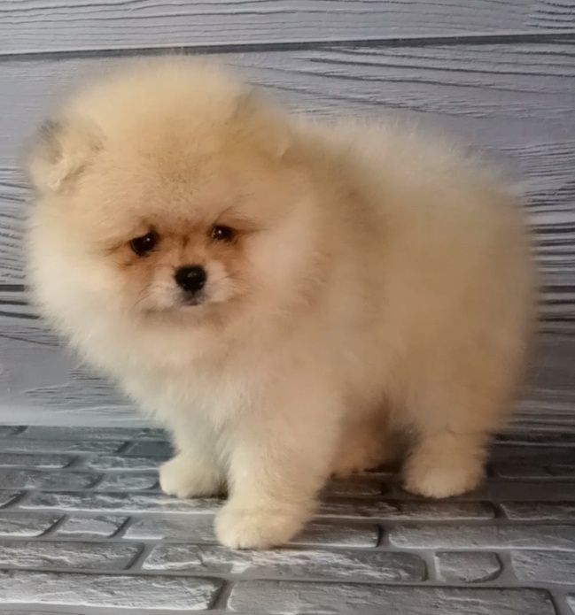 Надзвичайний красунчик оранж