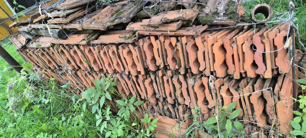 Череп польський, новий