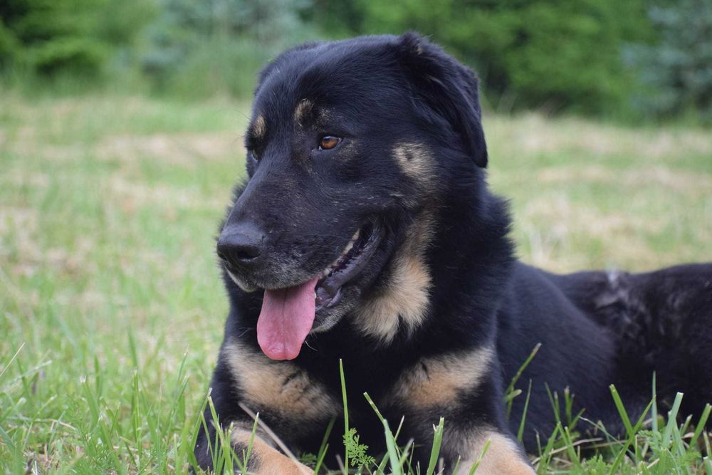 Bezdomny Hor do adopcji