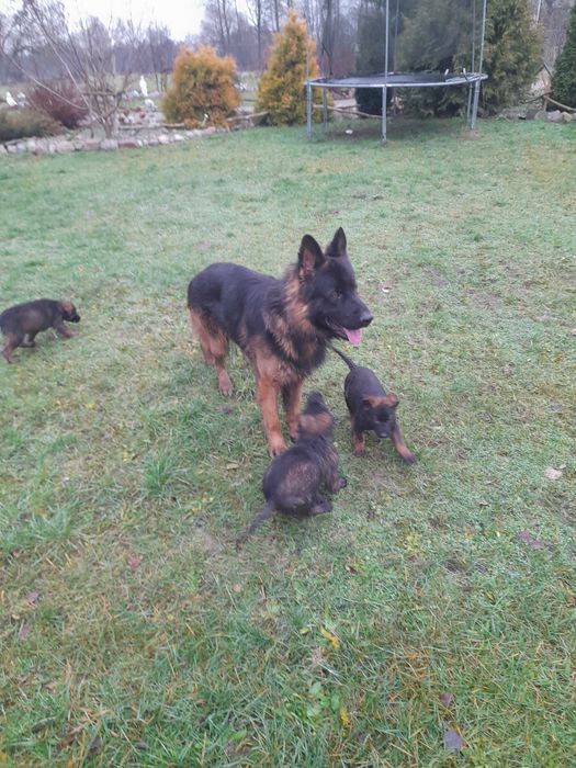 owczarek niemiecki/belgijski