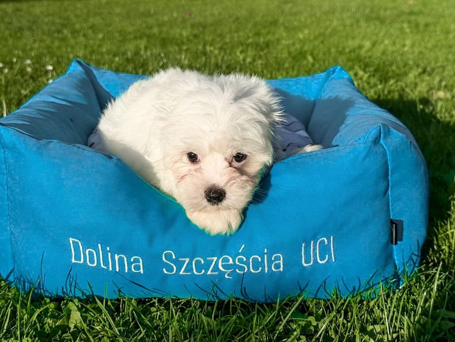 Maltańczyk ! Ostatni!