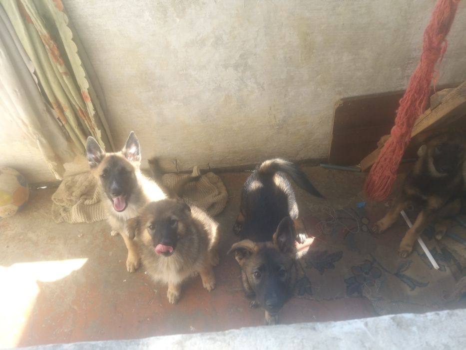 Отдам щенков заподно сибирской лайки