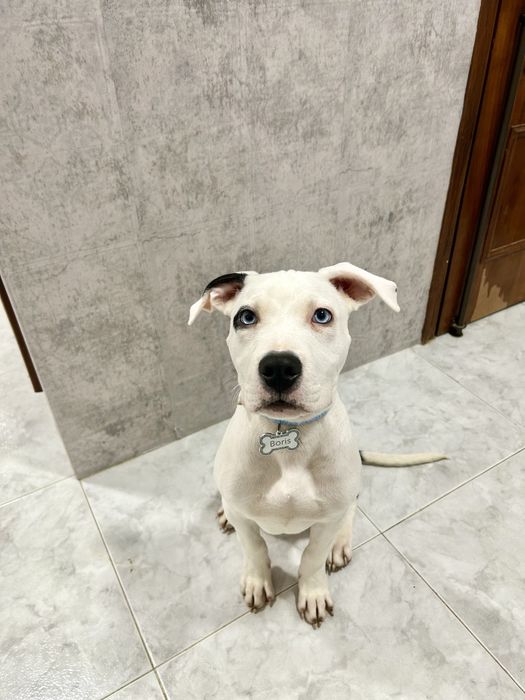 Tomo conta do seu pet  em minha casa ou ao domicílio ao fim d semana