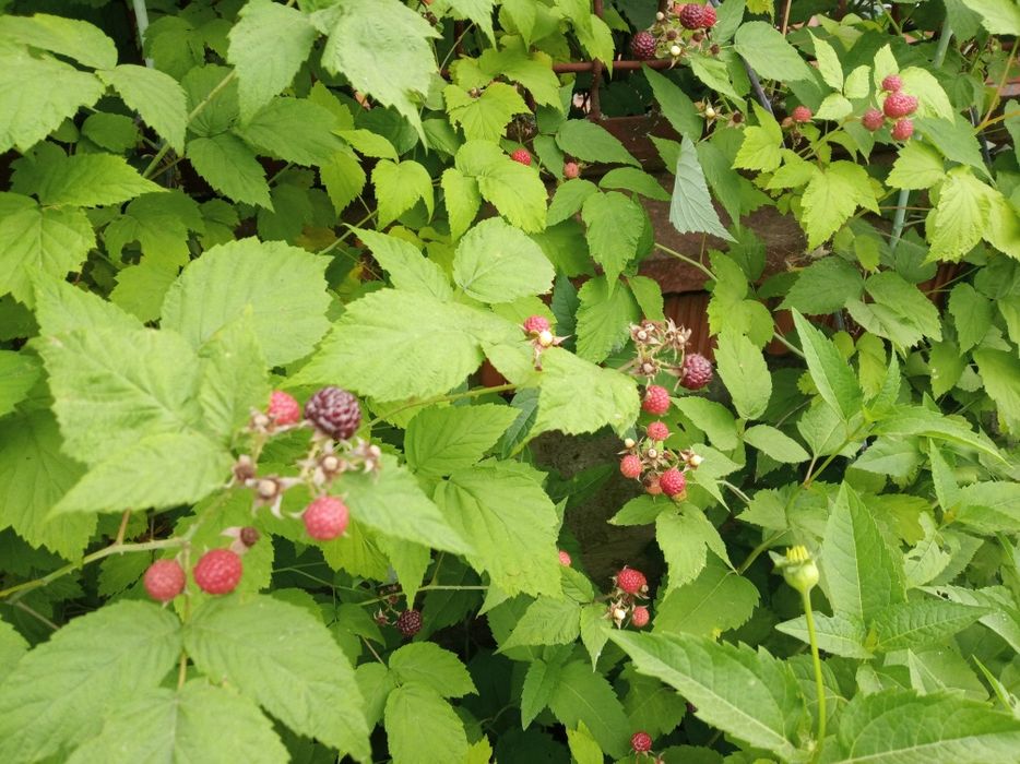 Топинамбур на еду и на посадку полезно при диабете