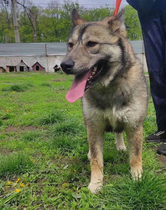 Красуня лайка шукає дім