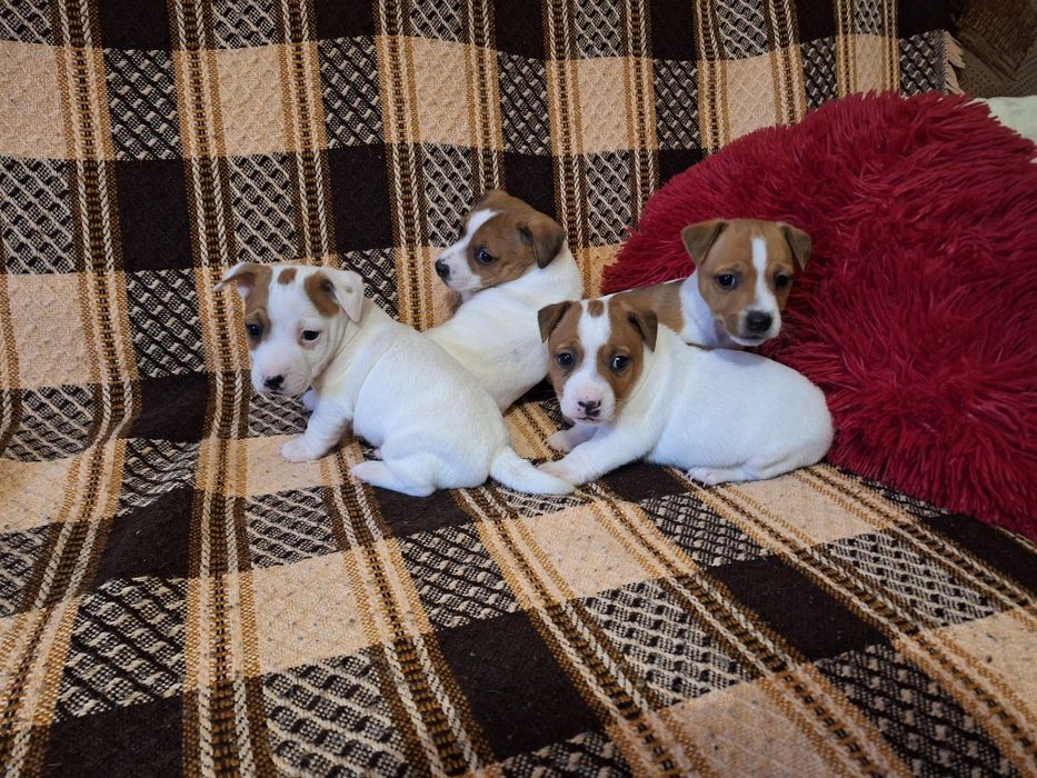 Piesek Jack Russell Terrier