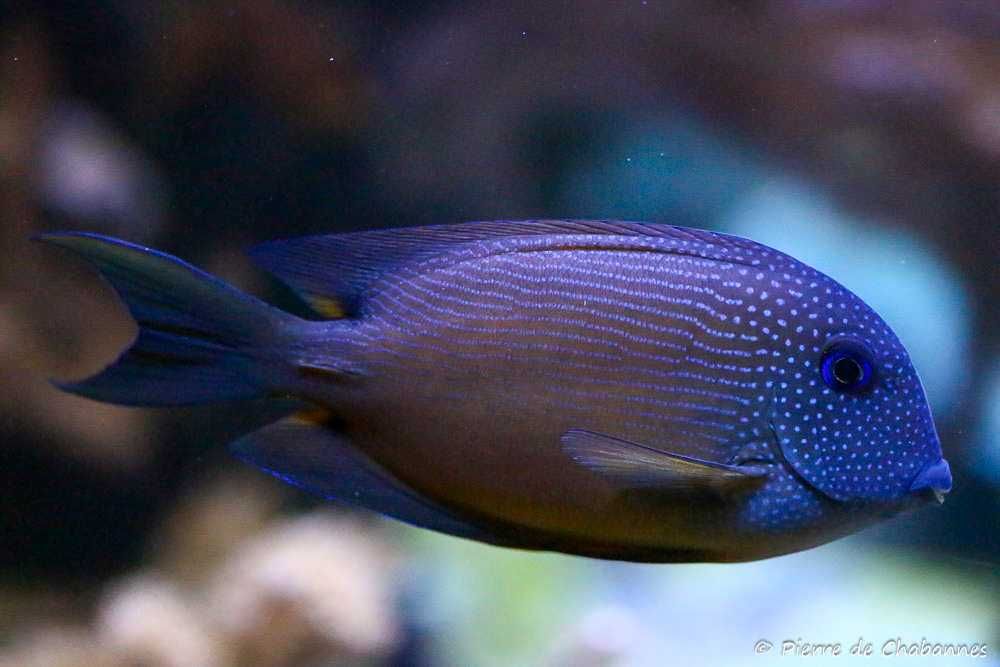 Ryba morska Ctenochaetus binotatus  15-16 cm L