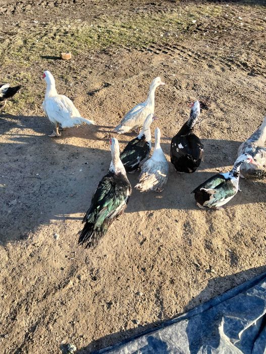 Kaczki, Kaczory, Koguty i Kurki celebrytki