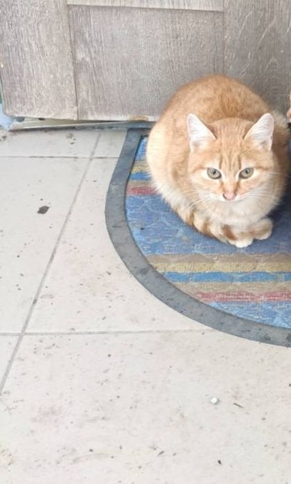 Отдам рыжего котенка, девочка, 5 месяцев