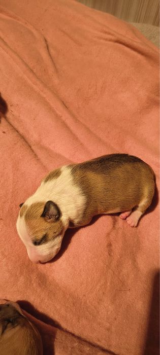 Bulterier miniaturowy