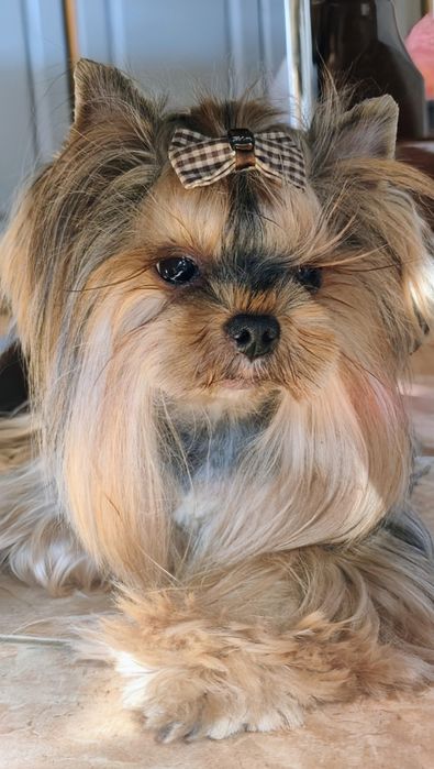 Вязка . 100 % Мини йоркширский терьер