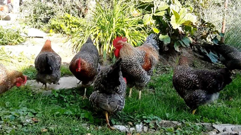 Куры Билефельдер Германия